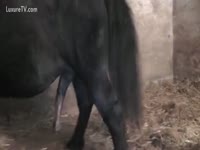 Horse getting excited and fucking her butt
